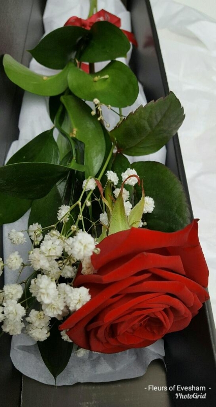 Single Red Premium Rose Presentation Box