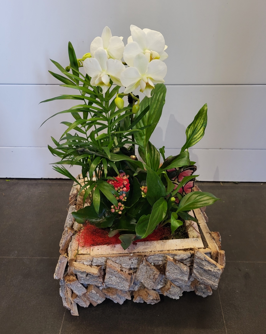 Orchid Planter