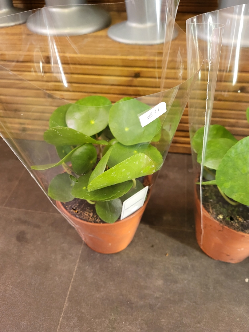 Pilea Peperomioides (Chinese Money Plant)