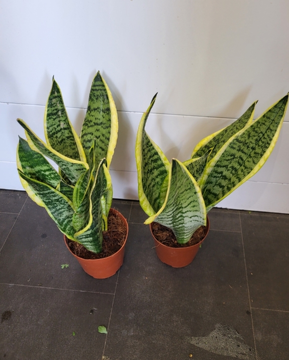 Mother In Laws Tongue Plant (Sansevieria)